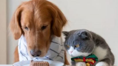 Kedi Köpek Mamaları Petshop ürünleri